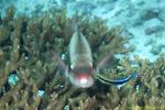Parrotfish 03t cleans by Wrasse 1880