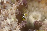 Clark Anemonefish 01t juv  0631