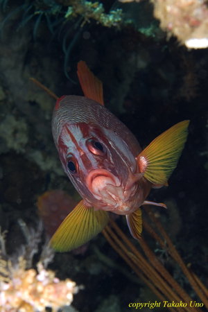 Giant Soldier Fish 01t 1889