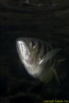 Banded Archer Fish 02t Toxotes jaculatrix