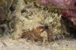 Toadfish 03t rare 3232 Halophryne queenslandiae?