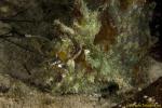Three spotted frogfish 07t 3308 Lophiocharon trisignatus
