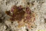 Twinspot Frogfish 05t 2469