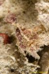 Twinspot Frogfish 02t 2457