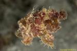 Twinspot Frogfish 06t 2483