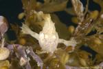 Sargassum Frogfish 02t baby 0915 Histrio histrio