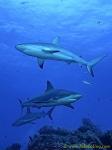 Carribbean Reef Shark 003c 6943