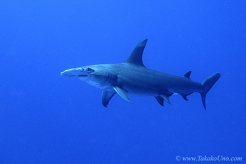 Great Hammerhead Shark 001bc 7764