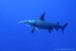 Great Hammerhead Shark 001bc 7764