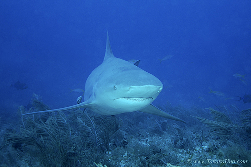 Bull Shark 014ca 7856