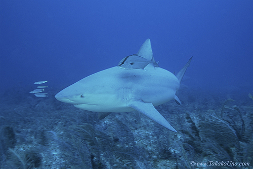 Bull Shark 018c 7862