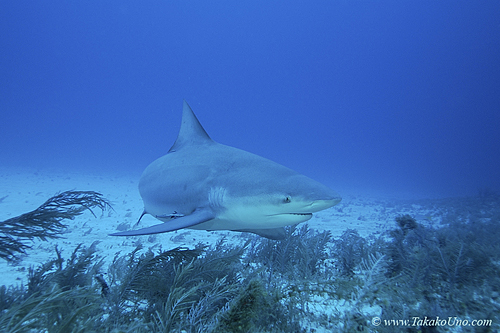 Bull Shark 044c 7922