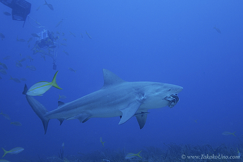 Bull Shark 039 7905