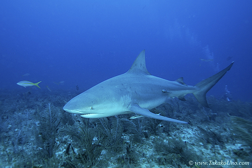 Bull Shark 030 7887