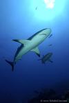Carribbean Reef Shark 030c 7022