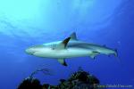Carribbean Reef Shark 006 6862