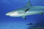 Carribbean Reef Shark 005 6853