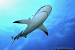 Carribbean Reef Shark 008 6874