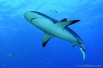Carribbean Reef Shark 012c 6892