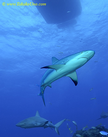 Carribbean Reef Shark 018c 6944