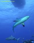 Carribbean Reef Shark 018c 6944