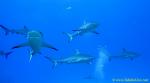 Carribbean Reef Shark 010 6877