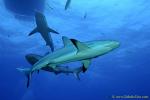 Carribbean Reef Shark 019c 6950
