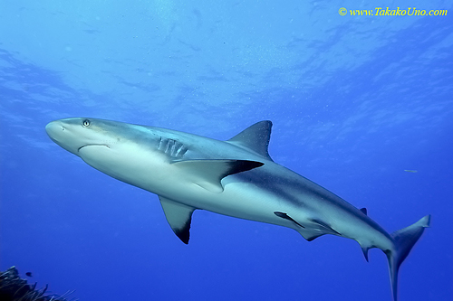 Carribbean Reef Shark 009 6875