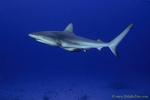 Carribbean Reef Shark 014 6914