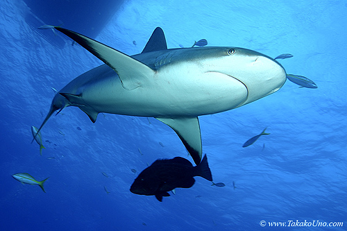 Carribbean Reef Shark 020c 6951