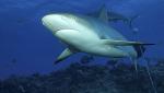 Carribbean Reef Shark 017 6931