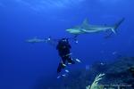 Carribbean Reef Shark 023 & Stephen 6959