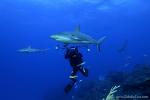 Carribbean Reef Shark 024 & Stephen 6960