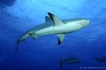 Carribbean Reef Shark 022 6954
