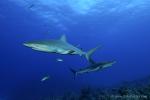 Carribbean Reef Shark 027 6996
