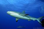 Carribbean Reef Shark 025 6961