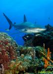 Carribbean Reef Shark 002