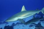 Carribbean Reef Shark 033 7039