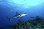 Carribbean Reef Shark 028 6997
