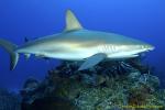 Carribbean Reef Shark 032 7038