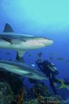 Carribbean Reef Shark 035 7052