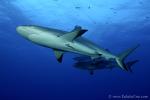 Carribbean Reef Shark 071c 7186