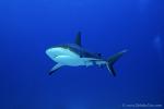 Carribbean Reef Shark 091 7282