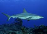 Carribbean Reef Shark 066c 7172