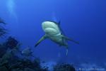 Carribbean Reef Shark 095 7313