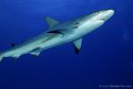 Carribbean Reef Shark 089 7272