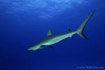 Carribbean Reef Shark 068 7177