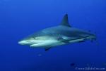 Carribbean Reef Shark 059 7137