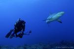 Carribbean Reef Shark 077c 7206