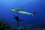 Carribbean Reef Shark 076 7203